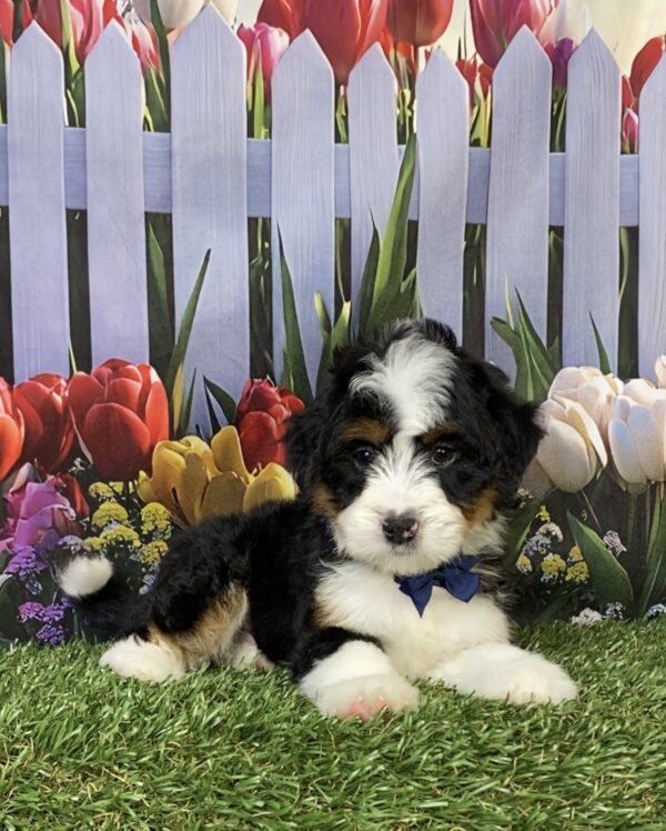 Photo of Mr. Hero the Mini-Bernedoodle puppy