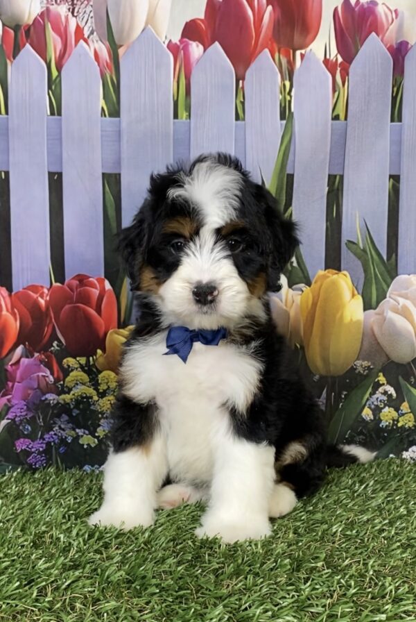 Photo of Mr. Hero the Mini-Bernedoodle puppy