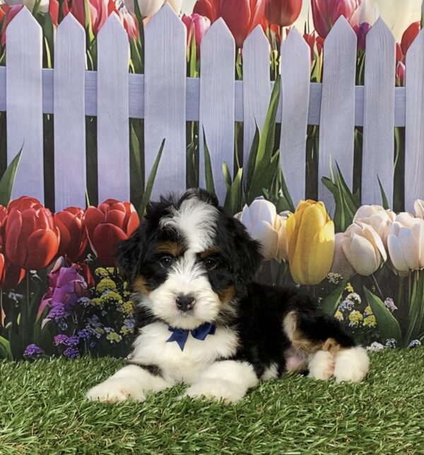 Photo of Mr. Hero the Mini-Bernedoodle puppy