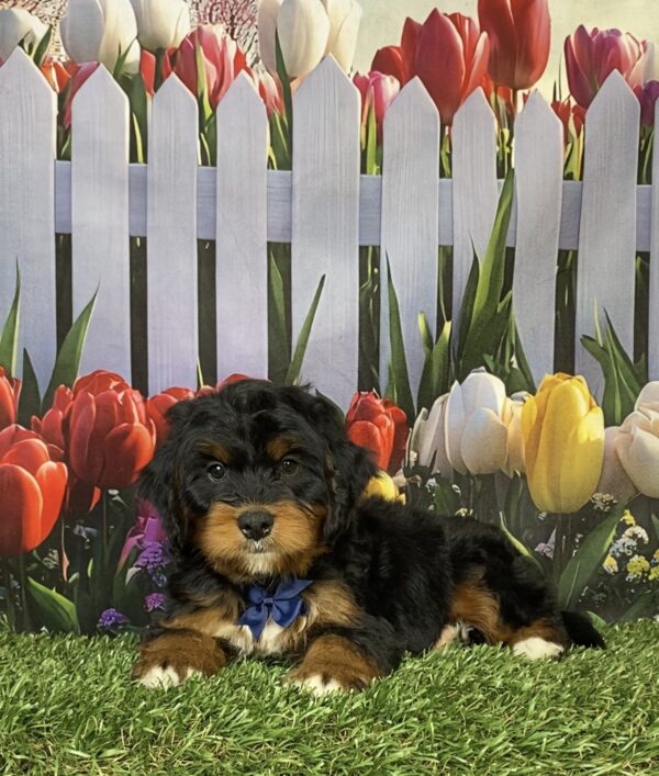 Photo of Mr. Hobo the Mini-Bernedoodle puppy