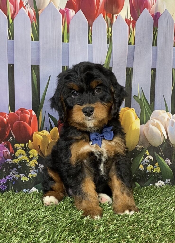 Photo of Mr. Hobo the Mini-Bernedoodle puppy
