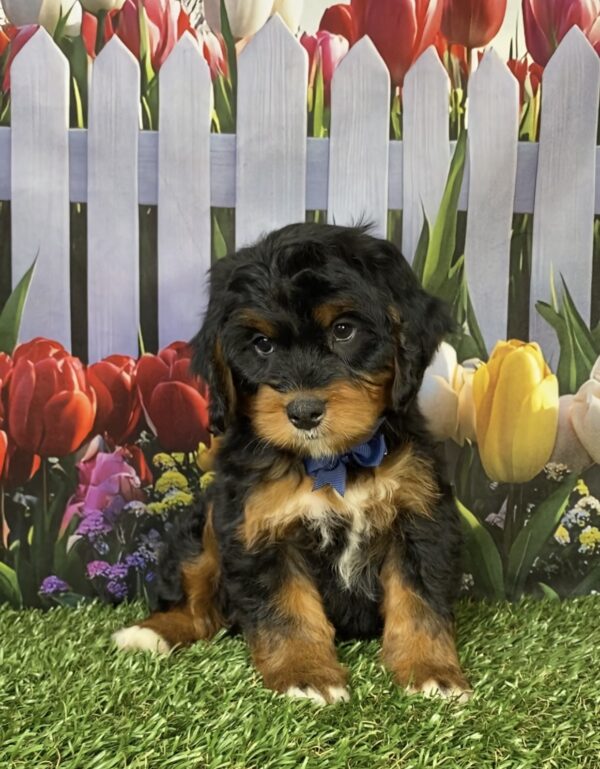 Photo of Mr. Hobo the Mini-Bernedoodle puppy