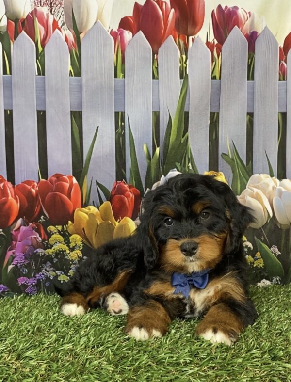 Photo of Mr. Hobo the Mini-Bernedoodle puppy