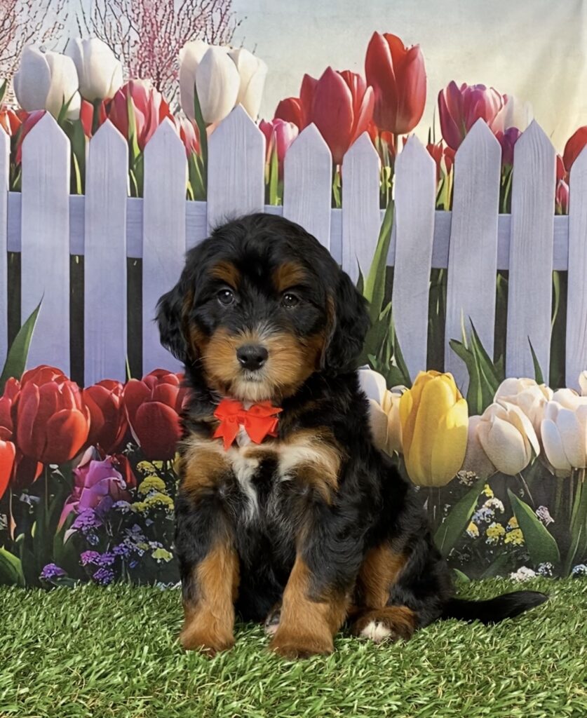 Photo of Mr. Hudson the Mini-Bernedoodle puppy