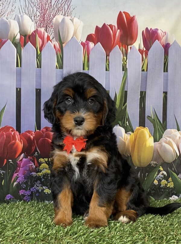 Photo of Mr. Hudson the Mini-Bernedoodle puppy
