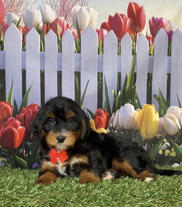 Photo of Mr. Hudson the Mini-Bernedoodle puppy