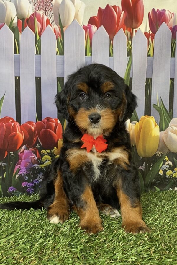 Photo of Mr. Hudson the Mini-Bernedoodle puppy