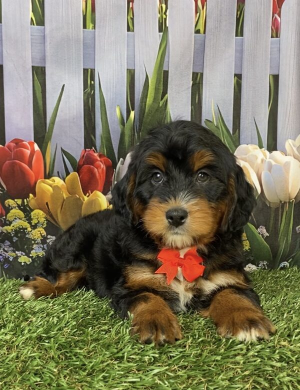 Photo of Mr. Hudson the Mini-Bernedoodle puppy