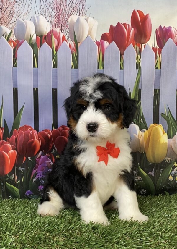 Mr. Hugo the Mini-Bernedoodle puppy