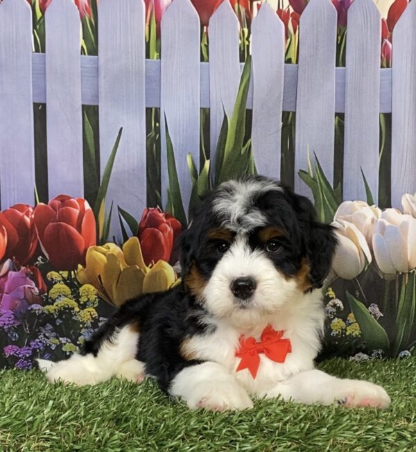 Photo of Mr. Hugo the Mini-Bernedoodle puppy