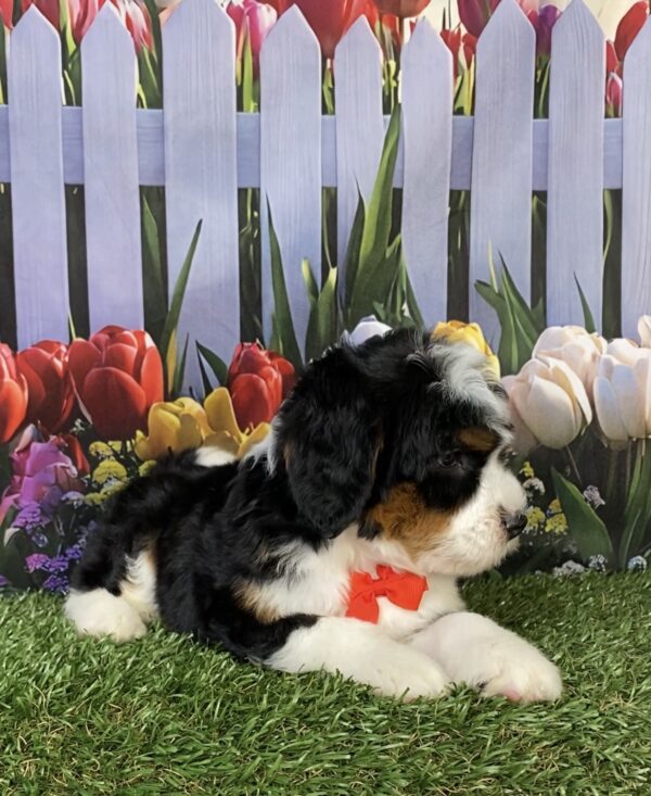 Photo of Mr. Hugo the Mini-Bernedoodle puppy