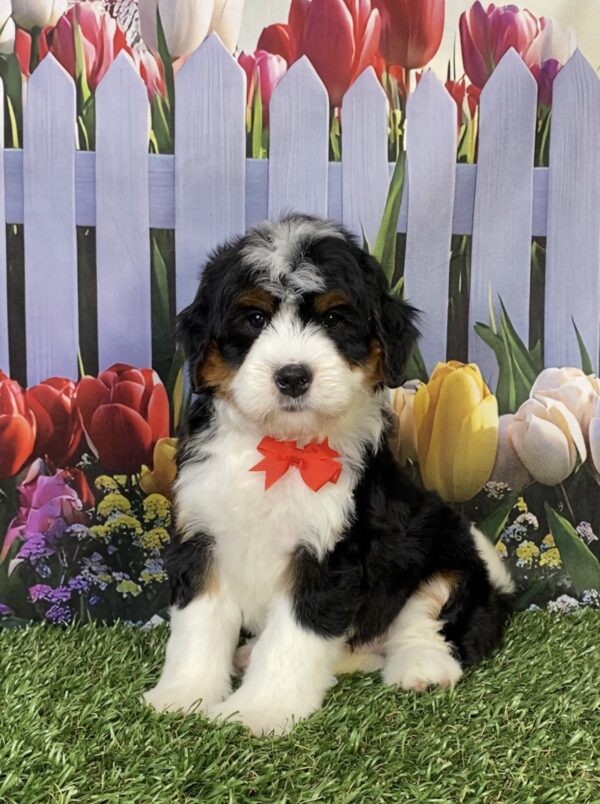 Photo of Mr. Hugo the Mini-Bernedoodle puppy