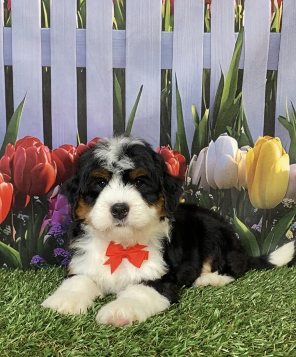 Photo of Mr. Hugo the Mini-Bernedoodle puppy