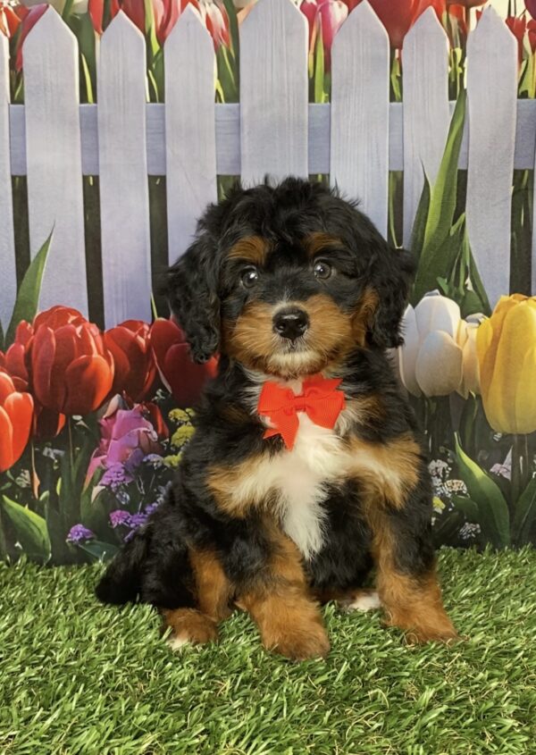 Mr. Ian the  Mini-Bernedoodle puppy