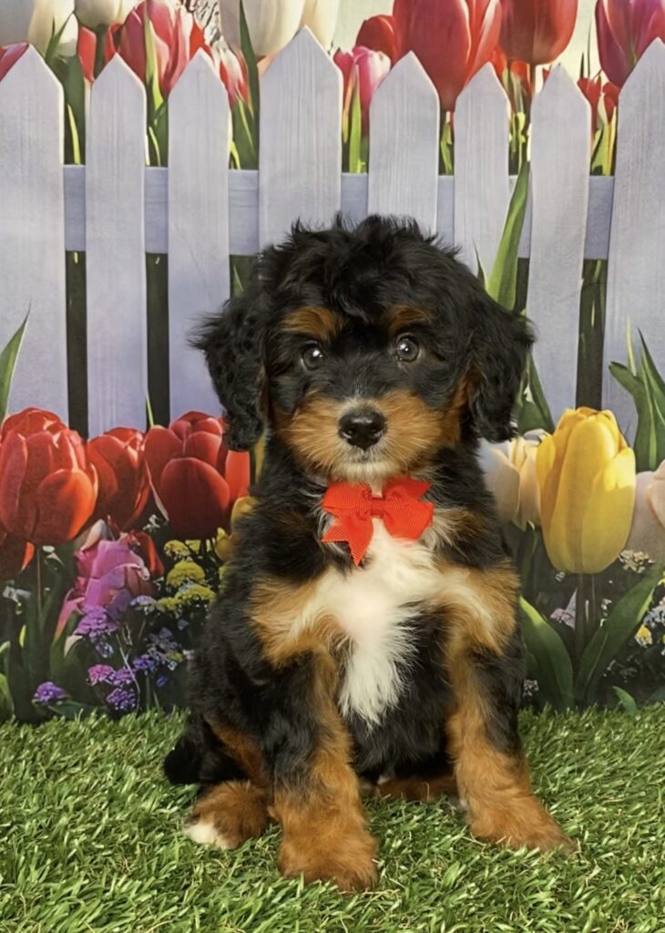 Photo of Mr. Ian the Mini-Bernedoodle puppy