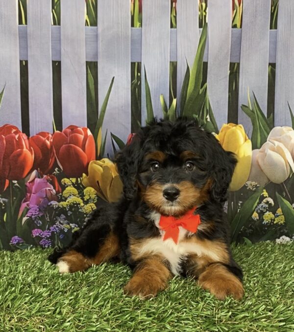 Photo of Mr. Ian the Mini-Bernedoodle puppy