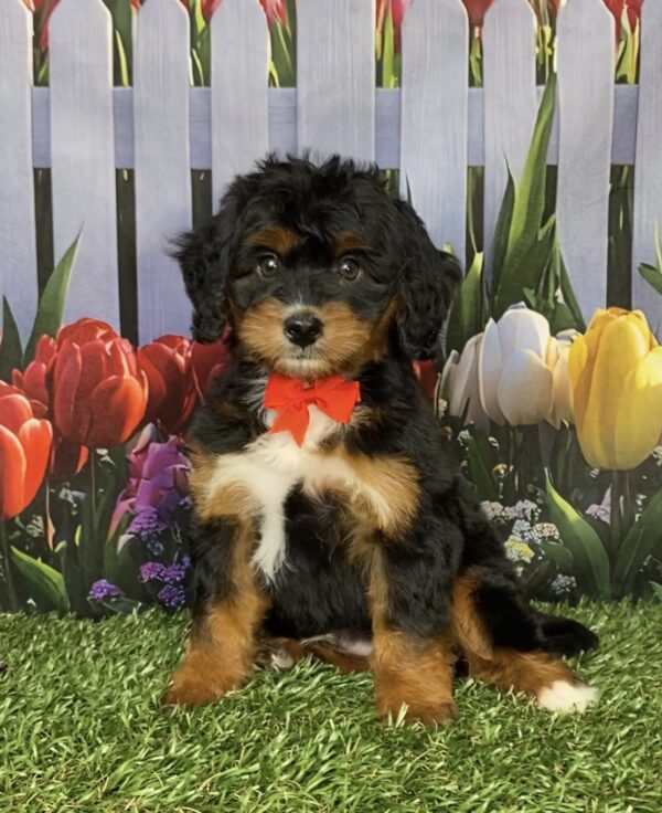 Photo of Mr. Ian the Mini-Bernedoodle puppy