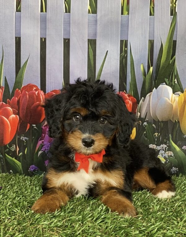 Photo of Mr. Ian the Mini-Bernedoodle puppy