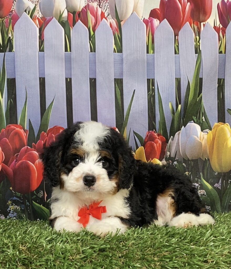 Photo of Mr. Joshua the Mini-Bernedoodle puppy