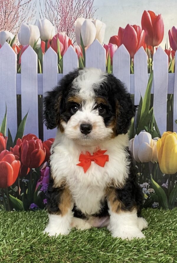 Photo of Mr. Joshua the Mini-Bernedoodle puppy