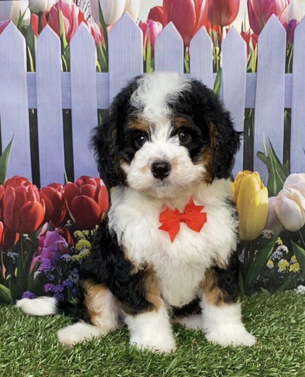 Photo of Mr. Joshua the Mini-Bernedoodle puppy