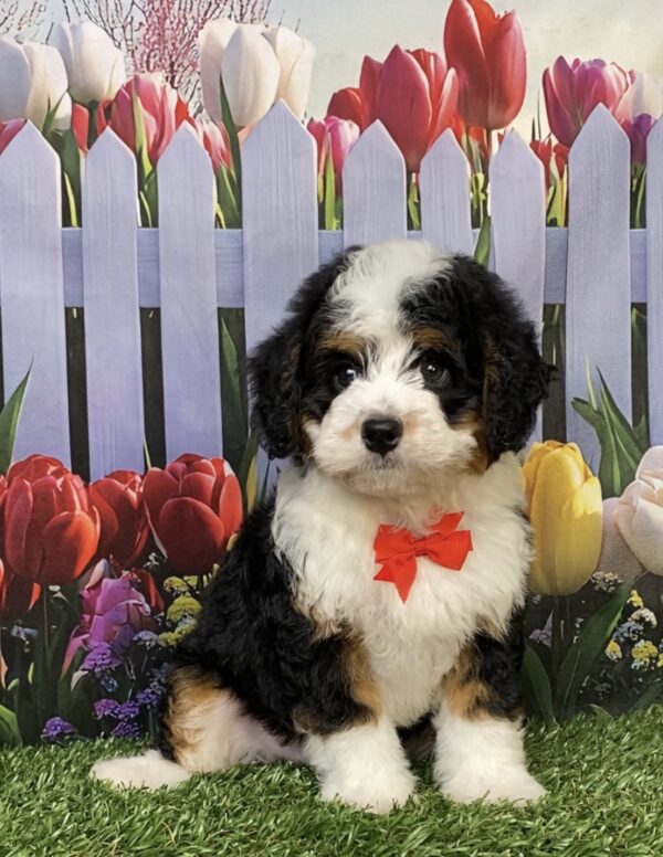 Photo of Mr. Joshua the Mini-Bernedoodle puppy
