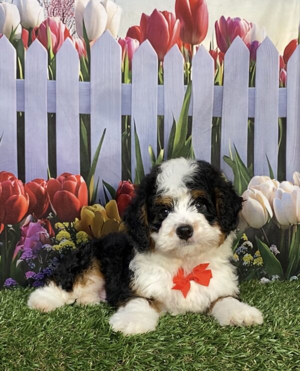 Photo of Mr. Joshua the Mini-Bernedoodle puppy