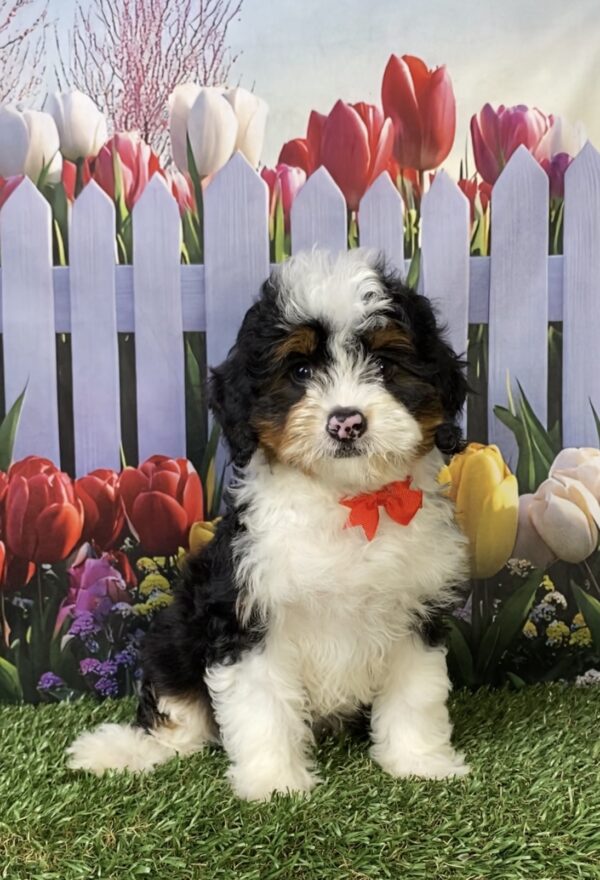 Mr. Ken the  Mini-Bernedoodle puppy