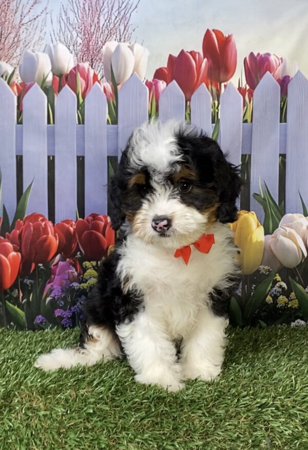 Photo of Mr. Ken the Mini-Bernedoodle puppy