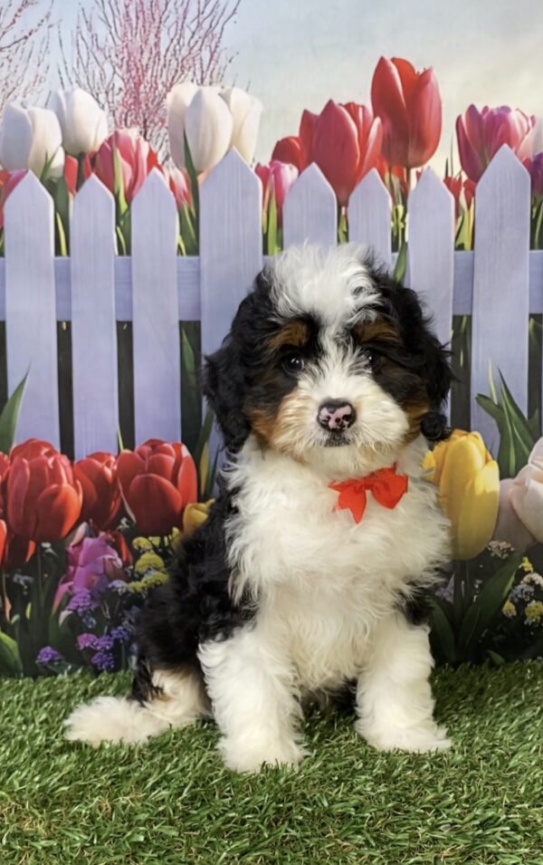 Photo of Mr. Ken the Mini-Bernedoodle puppy