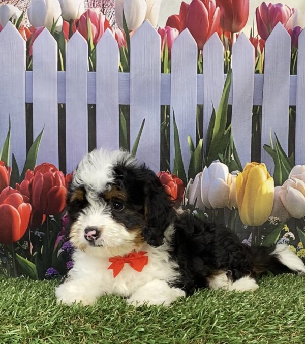 Photo of Mr. Ken the Mini-Bernedoodle puppy