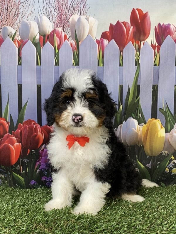 Photo of Mr. Ken the Mini-Bernedoodle puppy