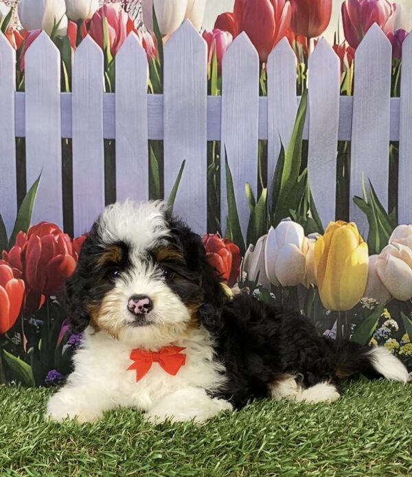 Photo of Mr. Ken the Mini-Bernedoodle puppy