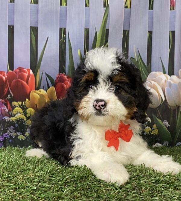 Photo of Mr. Ken the Mini-Bernedoodle puppy