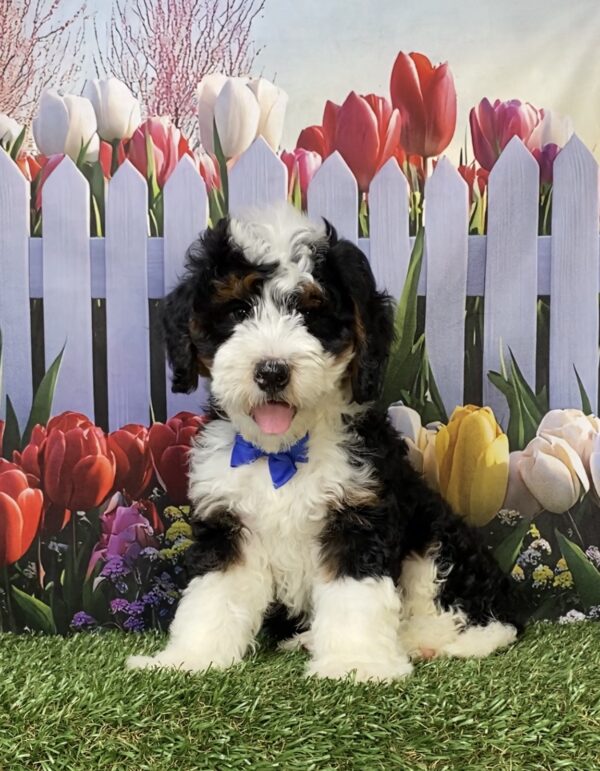 Mr. Kyle the  Mini-Bernedoodle puppy
