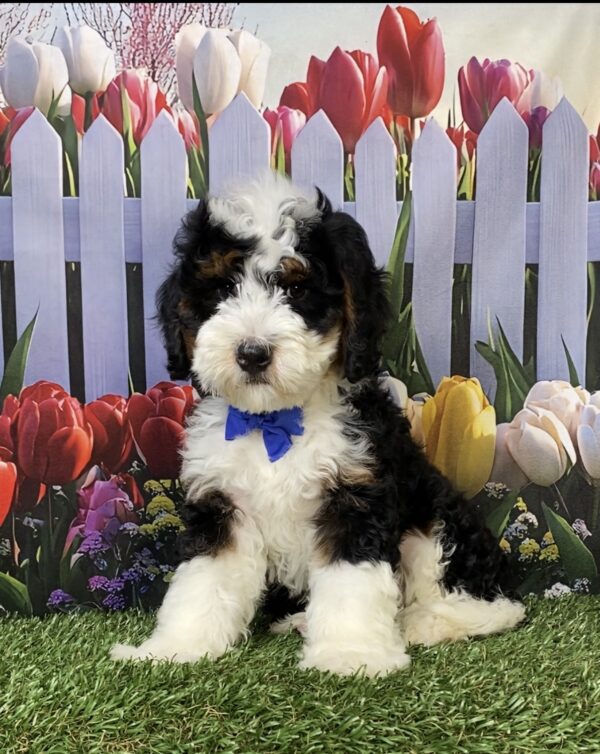 Photo of Mr. Kyle the Mini-Bernedoodle puppy