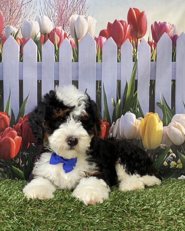 Photo of Mr. Kyle the Mini-Bernedoodle puppy