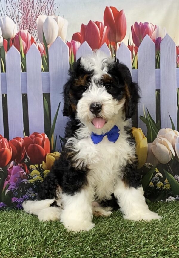Photo of Mr. Kyle the Mini-Bernedoodle puppy