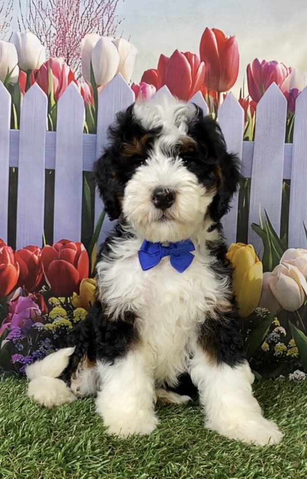 Photo of Mr. Kyle the Mini-Bernedoodle puppy