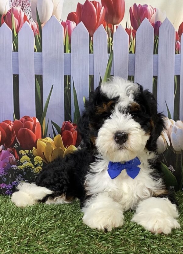 Photo of Mr. Kyle the Mini-Bernedoodle puppy
