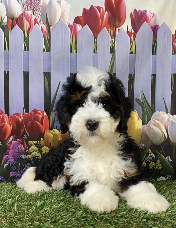 Photo of Mr. Kyle the Mini-Bernedoodle puppy