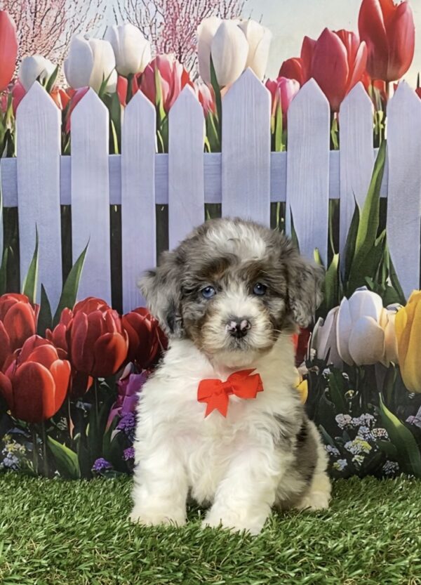 Photo of Mr. Larry the F1B Mini-Bernedoodle puppy