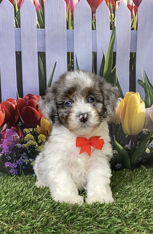 Photo of Mr. Larry the F1B Mini-Bernedoodle puppy