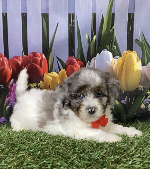 Photo of Mr. Larry the F1B Mini-Bernedoodle puppy