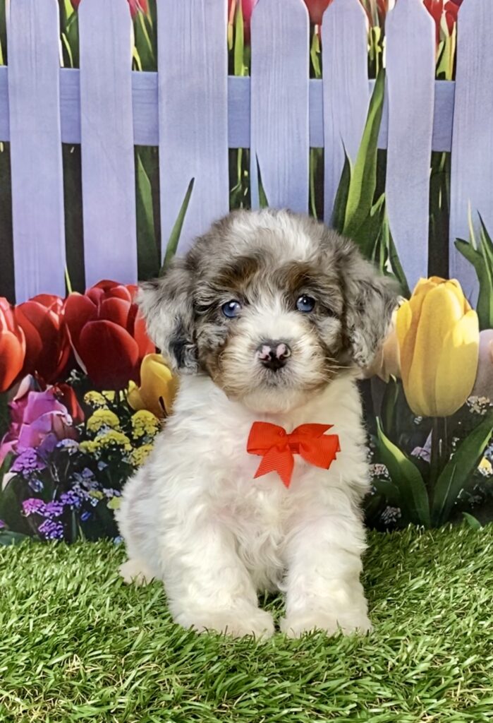 Photo of Mr. Larry the F1B Mini-Bernedoodle puppy