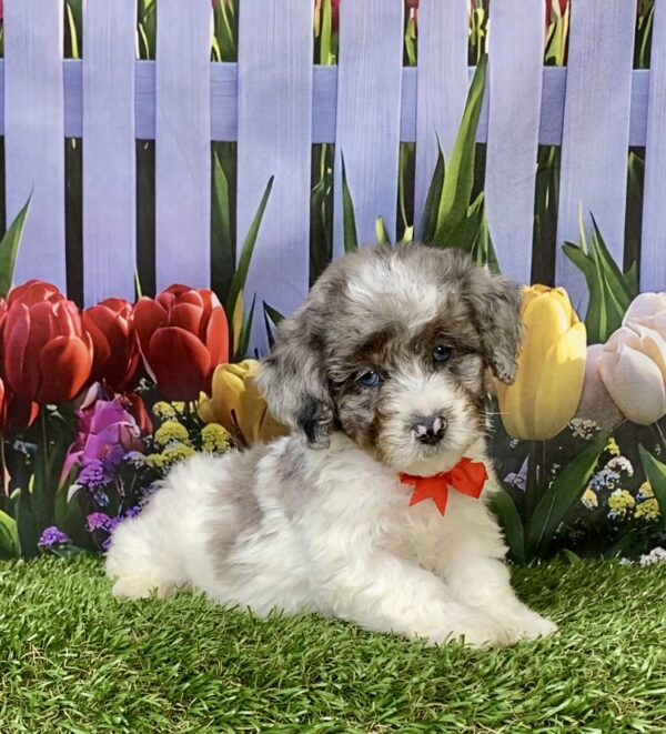 Photo of Mr. Larry the F1B Mini-Bernedoodle puppy