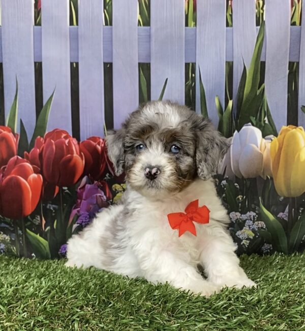 Photo of Mr. Larry the F1B Mini-Bernedoodle puppy