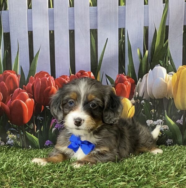 Photo of Mr. Lee the F1B Mini-Bernedoodle puppy