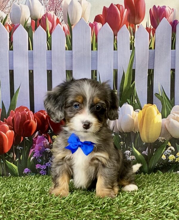 Photo of Mr. Lee the F1B Mini-Bernedoodle puppy