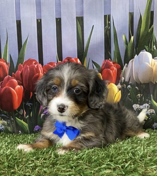 Photo of Mr. Lee the F1B Mini-Bernedoodle puppy